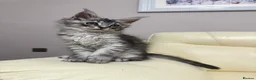 Maine Coon cats for sale: MaineCoonKitten🏆20+gen🧬Outstadning Full Pedigree - Advert 33