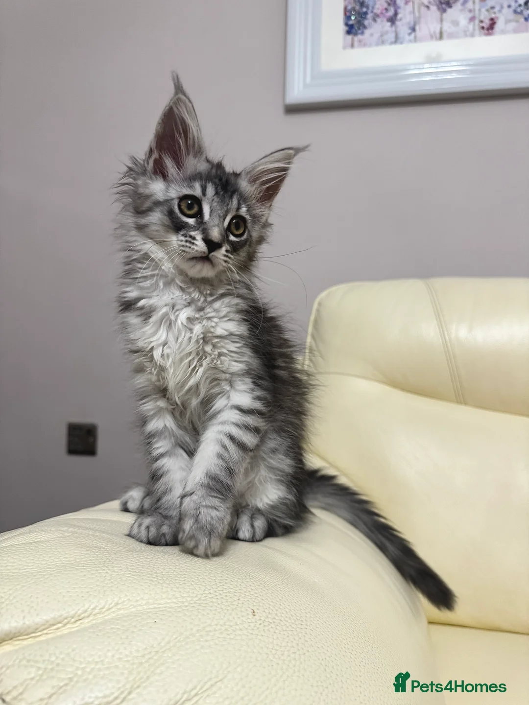 Maine Coon cats for sale: MaineCoonKitten🏆20+gen🧬Outstadning Full Pedigree - Advert 33