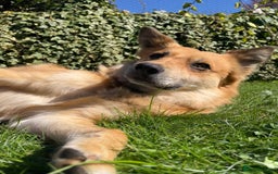 Mixed Breed dogs for adoption: 🐶💙 RYZHIK 💙🐶 - Image 3