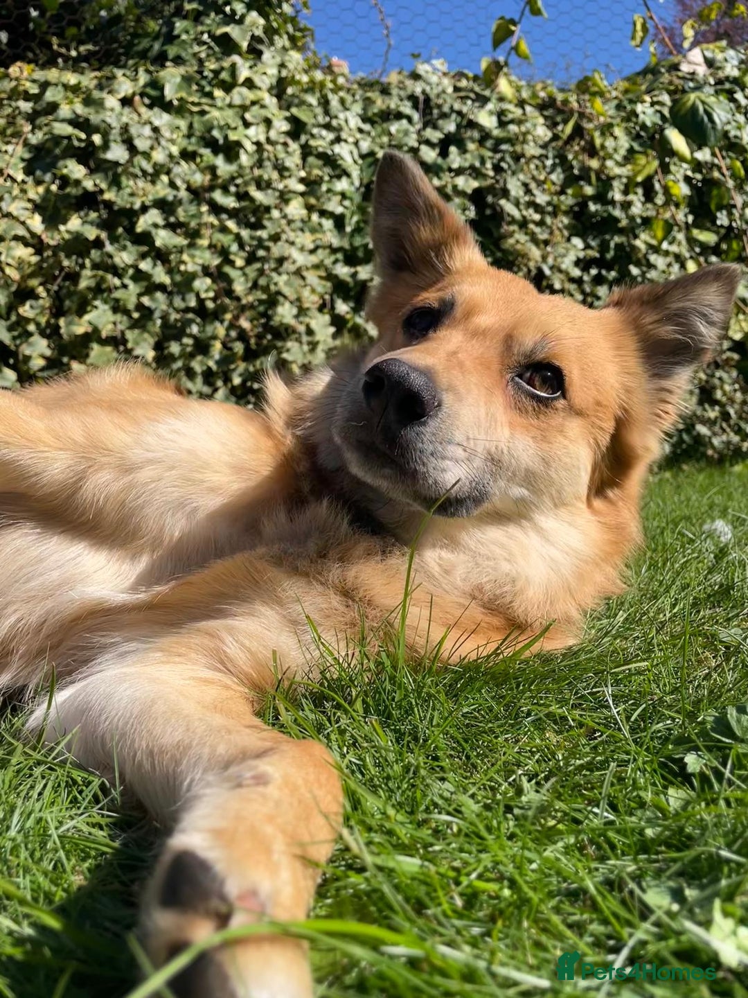 Mixed Breed dogs for adoption: 🐶💙 RYZHIK 💙🐶 - Image 3