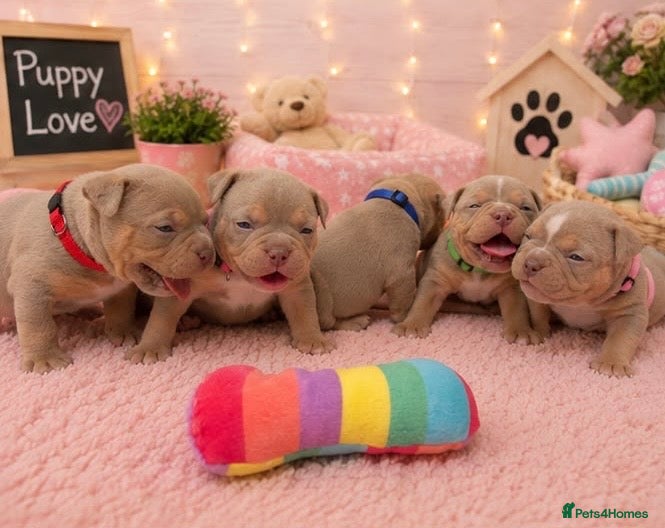 American Bully dogs 🐾Exceptional ABKC Lilac Tri Pocket Bully Puppies - Advert 18