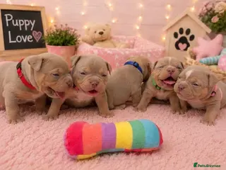 American Bully dogs 🐾Exceptional ABKC Lilac Tri Pocket Bully Puppies - Advert 4