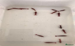 Shrimps fish for sale: freshwater shrimp in assorted colors  - Image 7