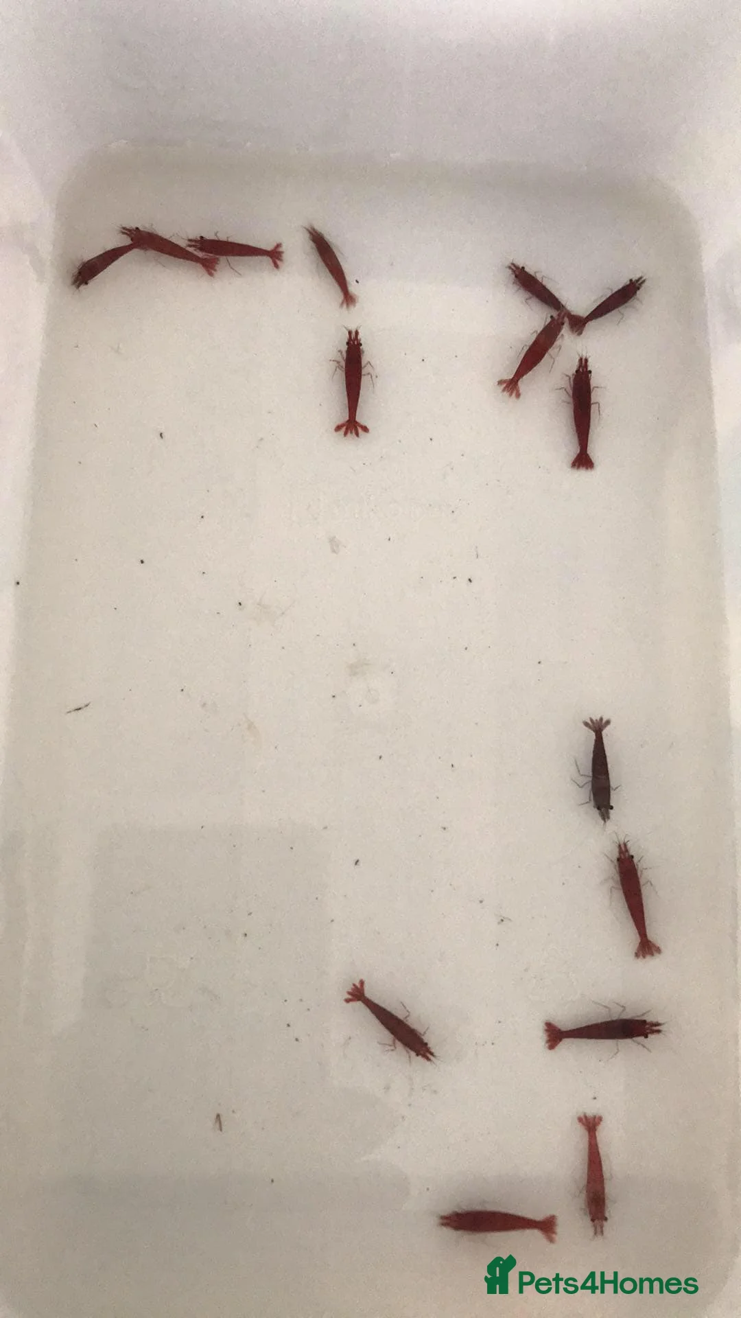 Shrimps fish for sale: freshwater shrimp in assorted colors  - Advert 7