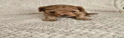 Cavapoo dogs for sale: Beautiful F1 Cavapoo Girls - Advert 12