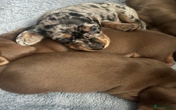 Dachshund dogs for sale: Beautiful miniature dachshund puppies - Image 17