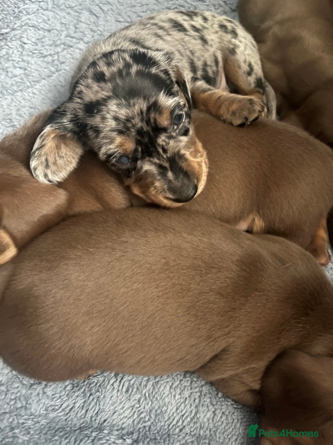 Dachshund dogs for sale: Beautiful miniature dachshund puppies - Image 17