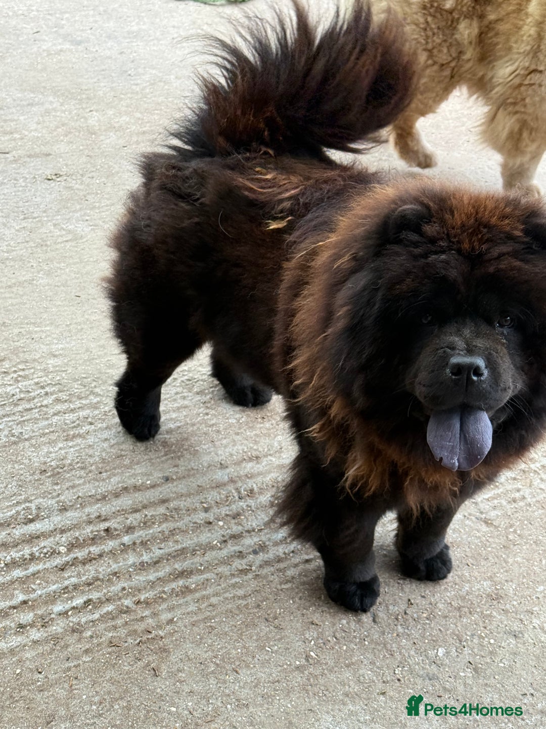 Chow Chow dogs for sale: Chocolate Chow Chow Female - Image 4