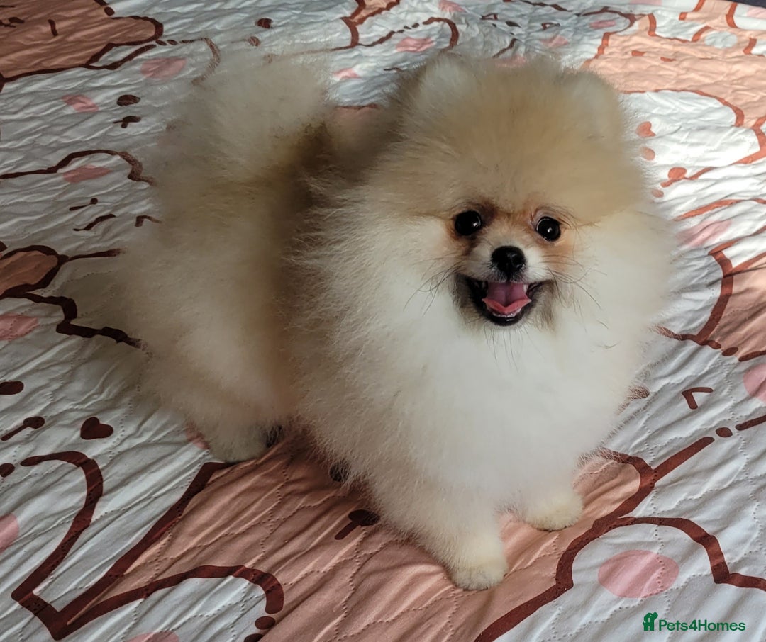Pomeranian dogs for sale: XXS🐶KC REG🐾Pomeranian Puppies for sale🐶 in Brentwood - Image 17