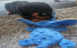 Rottweiler dogs for sale: Beautiful rottweiler puppies - Image 6