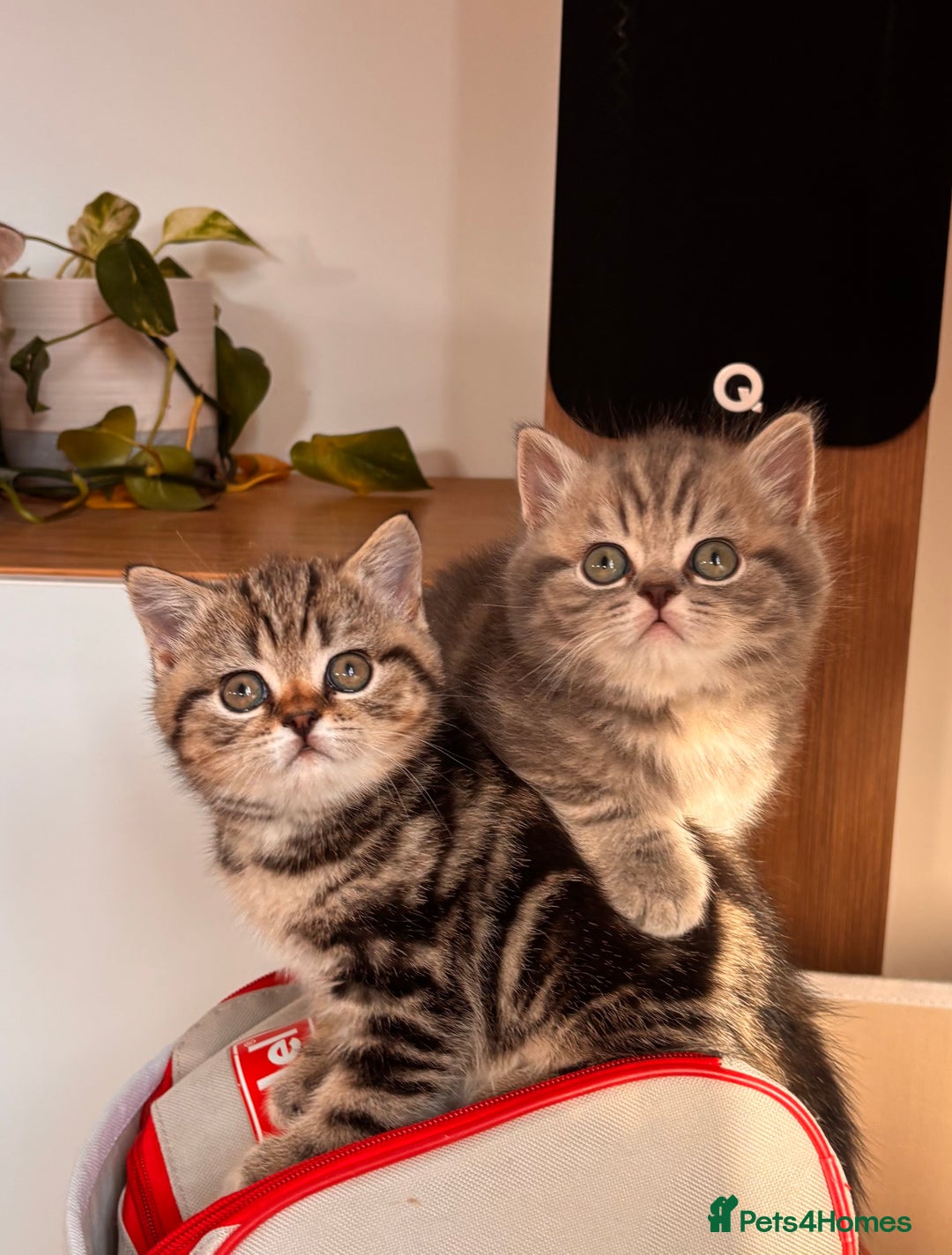 British Shorthair cats for sale: Sunning BSH kittens - ready for  **   - Advert 5