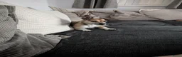 Patterjack dogs for sale: Pippa and Poppy  - Advert 5
