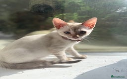 Bengal cats for sale: Snow Lynx Bengal Kittens - Image 22