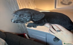 Mixed Breed dogs for sale: 3/4Bedlington 1/4Whippet - Image 9