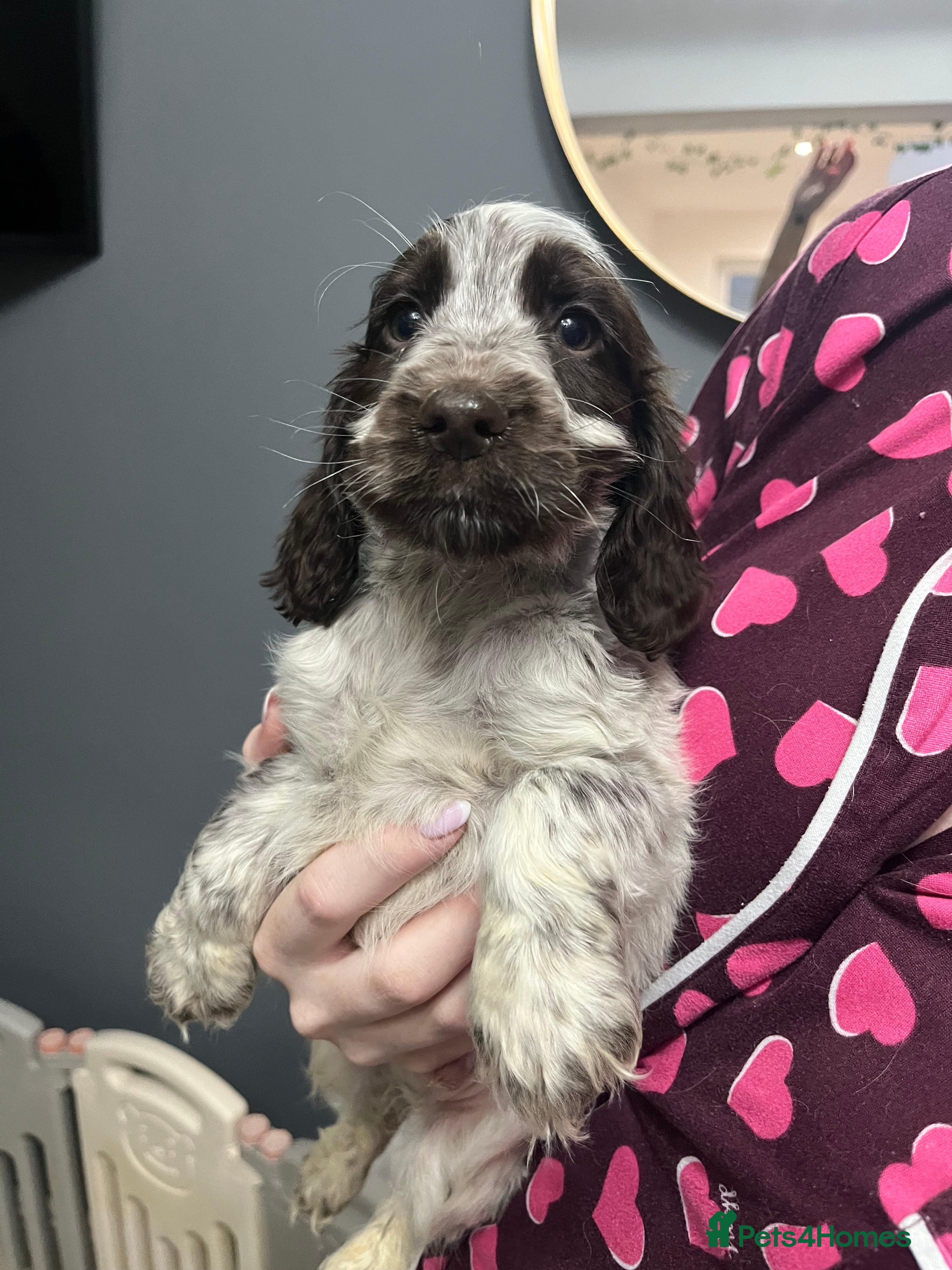 Cocker Spaniel dogs REDUCED! KC REG SHOW COCKER BOY PUP HEALTH TESTED - Advert 5