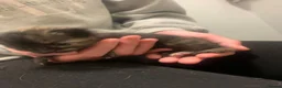 Domestic Shorthair cats for sale: Five cute little kittens  - Advert 5