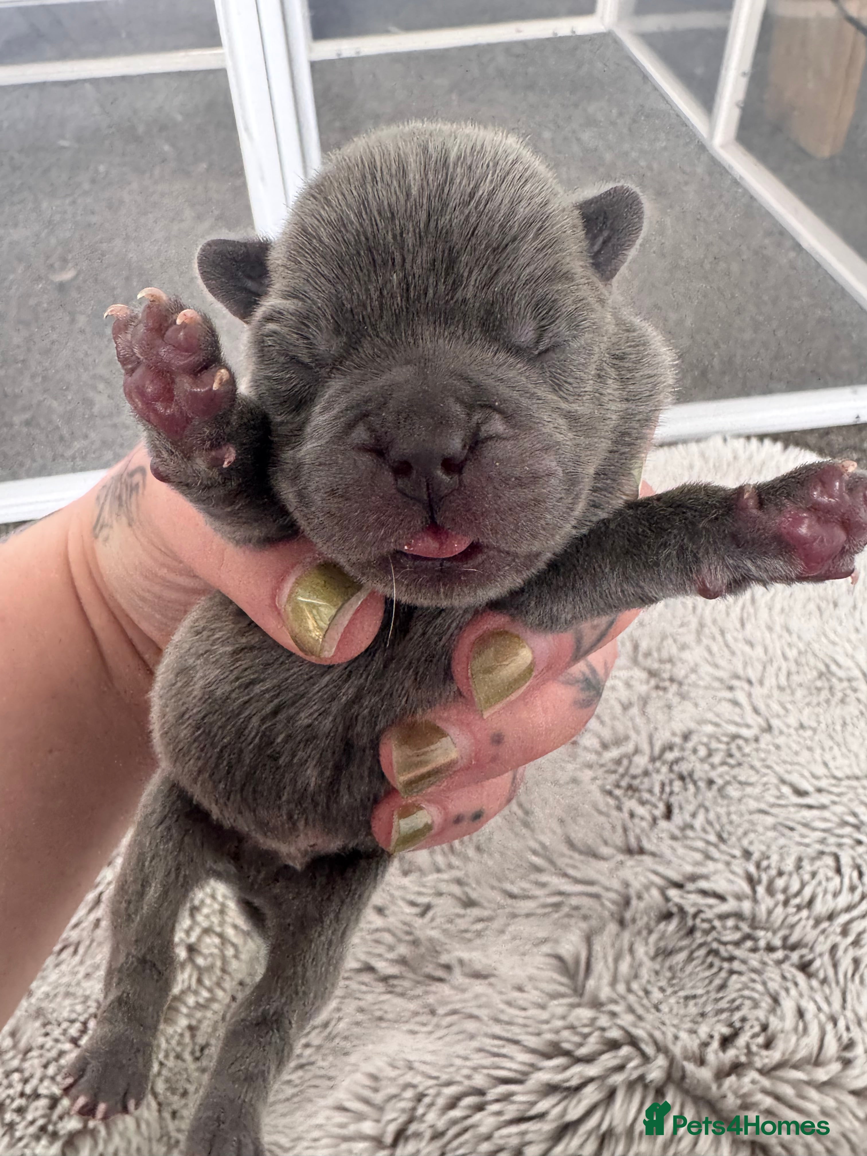 Mixed Breed dogs for sale: Beautiful Litter of French Chows - Advert 33