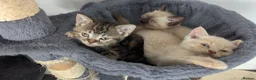 British Shorthair cats for sale: Brutish short hair  in Caldicot - Advert 3