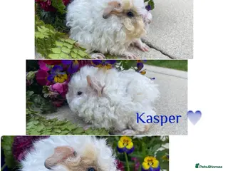 Guinea Pig rodents Pedigree Lunkarya Guinea pigs - Advert 1