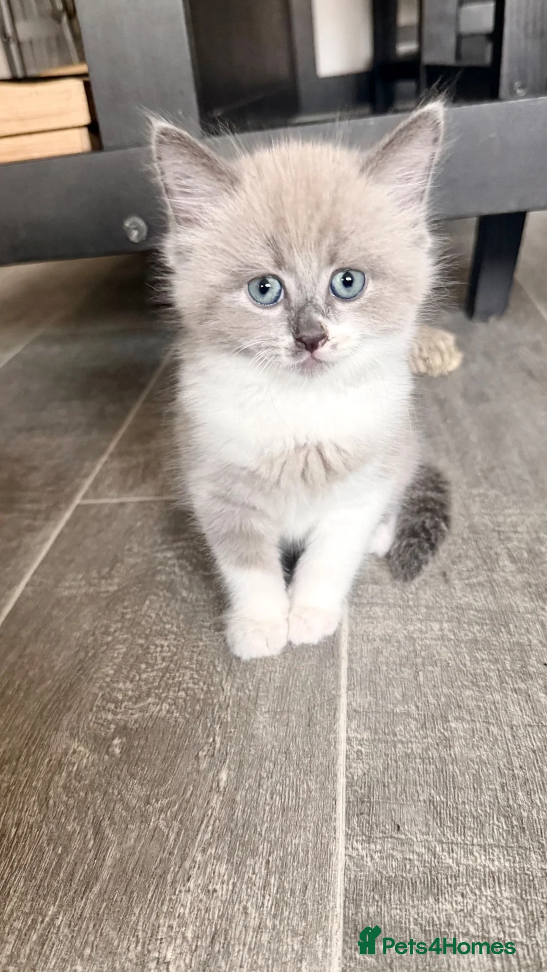 Mixed Breed cats for sale: Ragdoll Cross Ready now - Advert 2