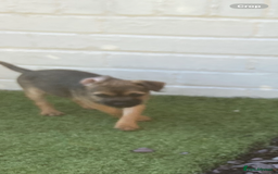Border Terrier dogs for sale: Border terrier puppies  - Image 7