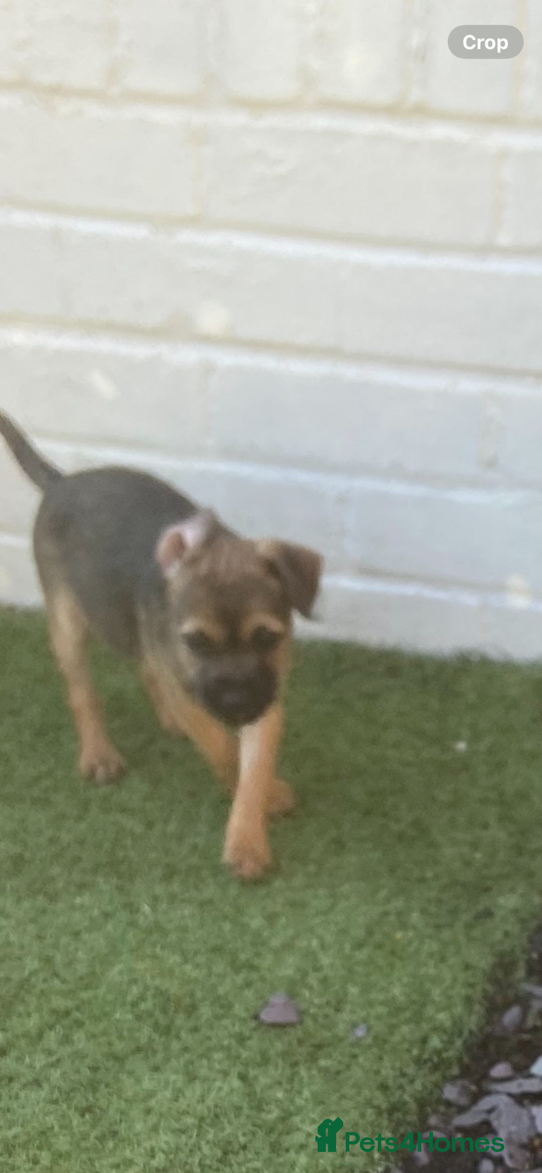 Border Terrier dogs for sale: Border terrier puppies  - Image 7
