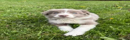 Border Collie dogs for sale: Rare Welsh Border Collie Puppies - Advert 5