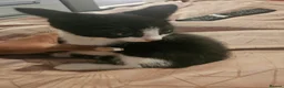 Mixed Breed cats for sale: 4 adorable kittens  - Advert 4