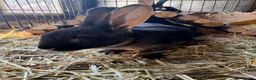 Rex rabbits for sale: Standard Rex (Black otter)ready to leave 3rd Nov  - Advert 3