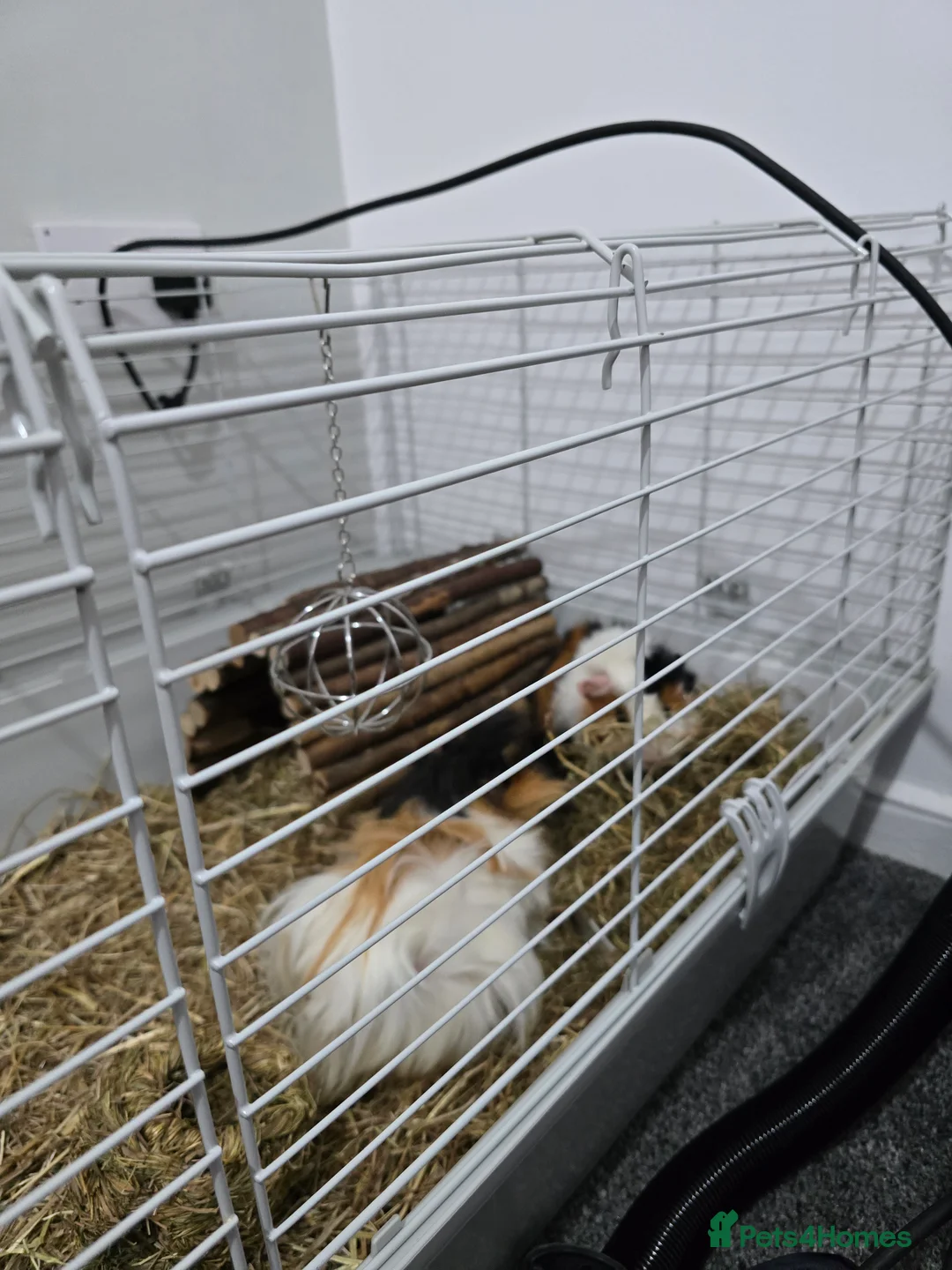 Mixed Breed reptiles for sale: 2 crested guinea pigs - Advert 4