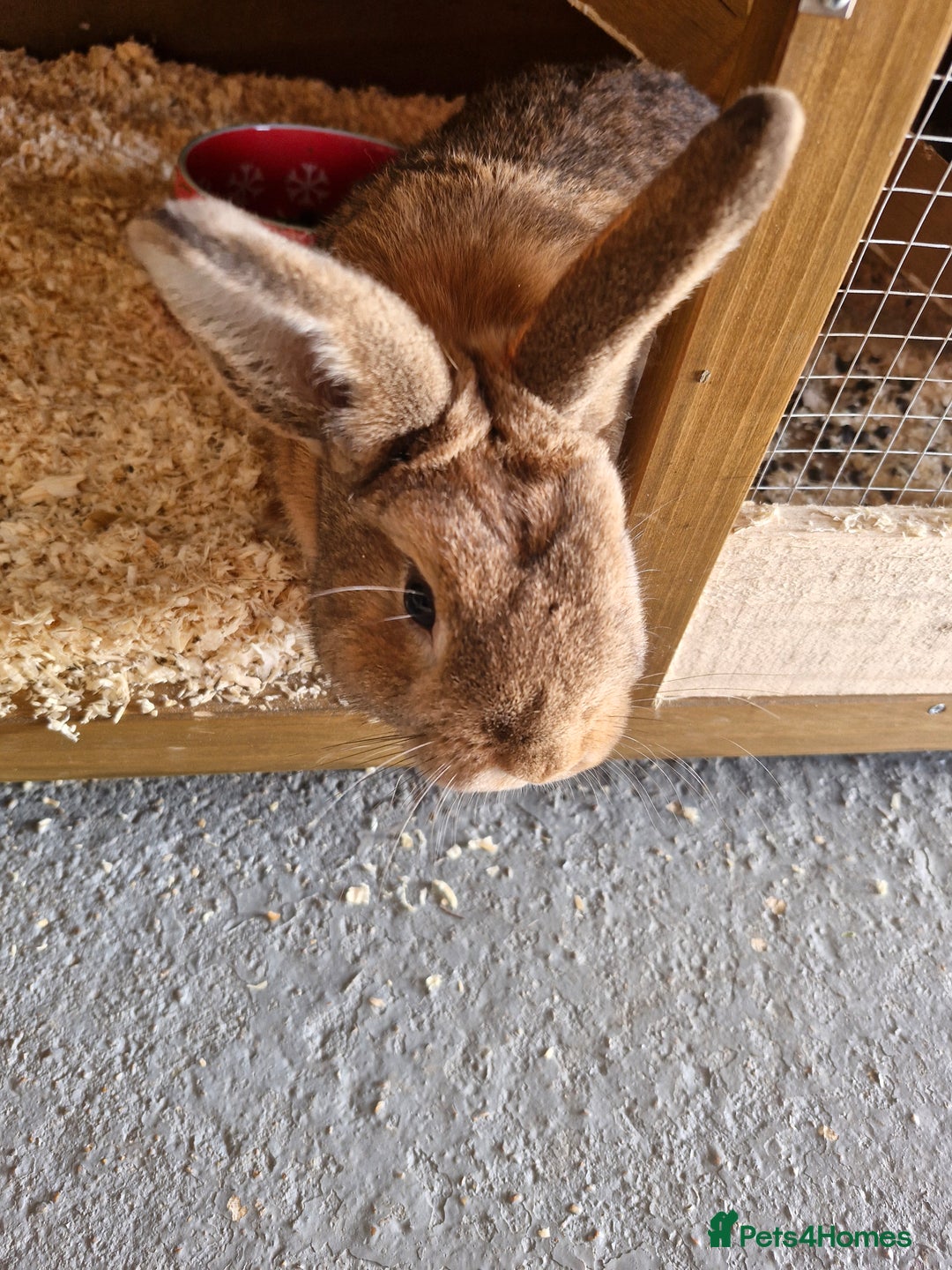 Netherland Dwarf rabbits for sale: Netherland dwarf rabbit  - Image 5