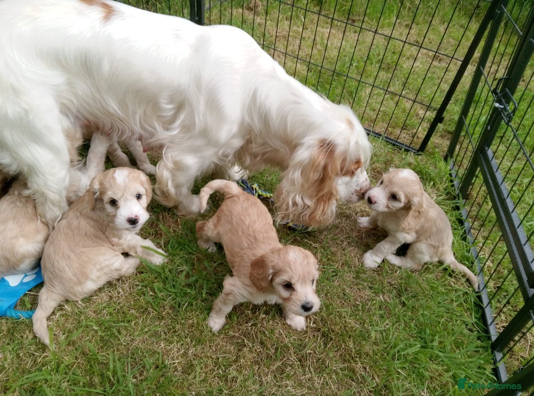 Cockapoo dogs for sale: ⭐️VERY RARE TOY Cockapoo Puppies⭐️🐶 - Image 1