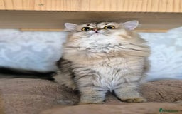 Scottish Fold cats for sale: 2 Purebred girls for rehoming - Image 3