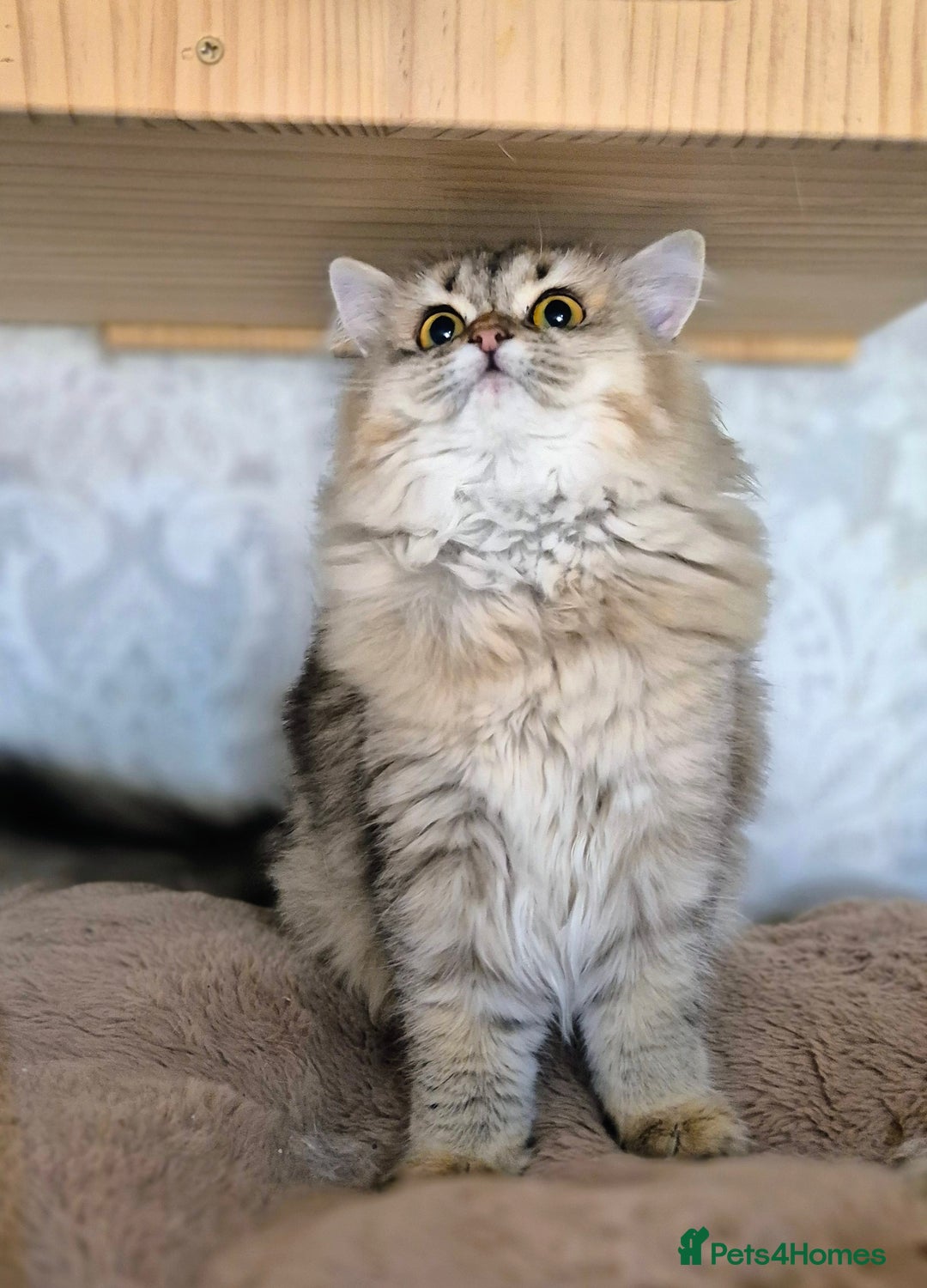 Scottish Fold cats for sale: 2 Purebred girls for rehoming - Image 3