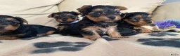 Yorkshire Terrier dogs for sale: Miniature Yorkshire Terrier Pups - Advert 13