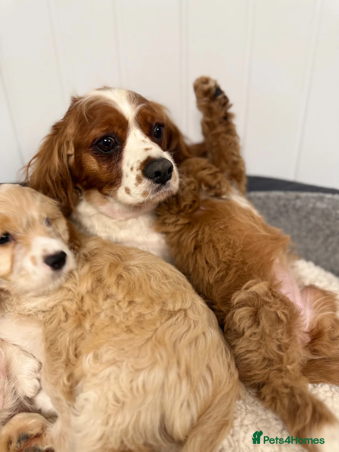 Cavapoo dogs for sale: F1 Cavapoo Puppies in Glasgow - Advert 2