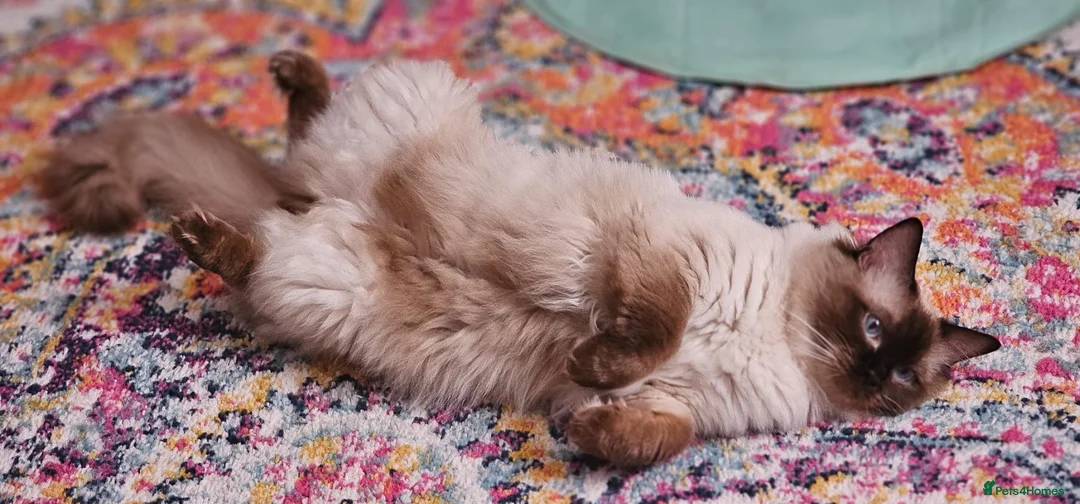Ragdoll cats for sale: GCCF Registered Male ragdoll 3y - Advert 1