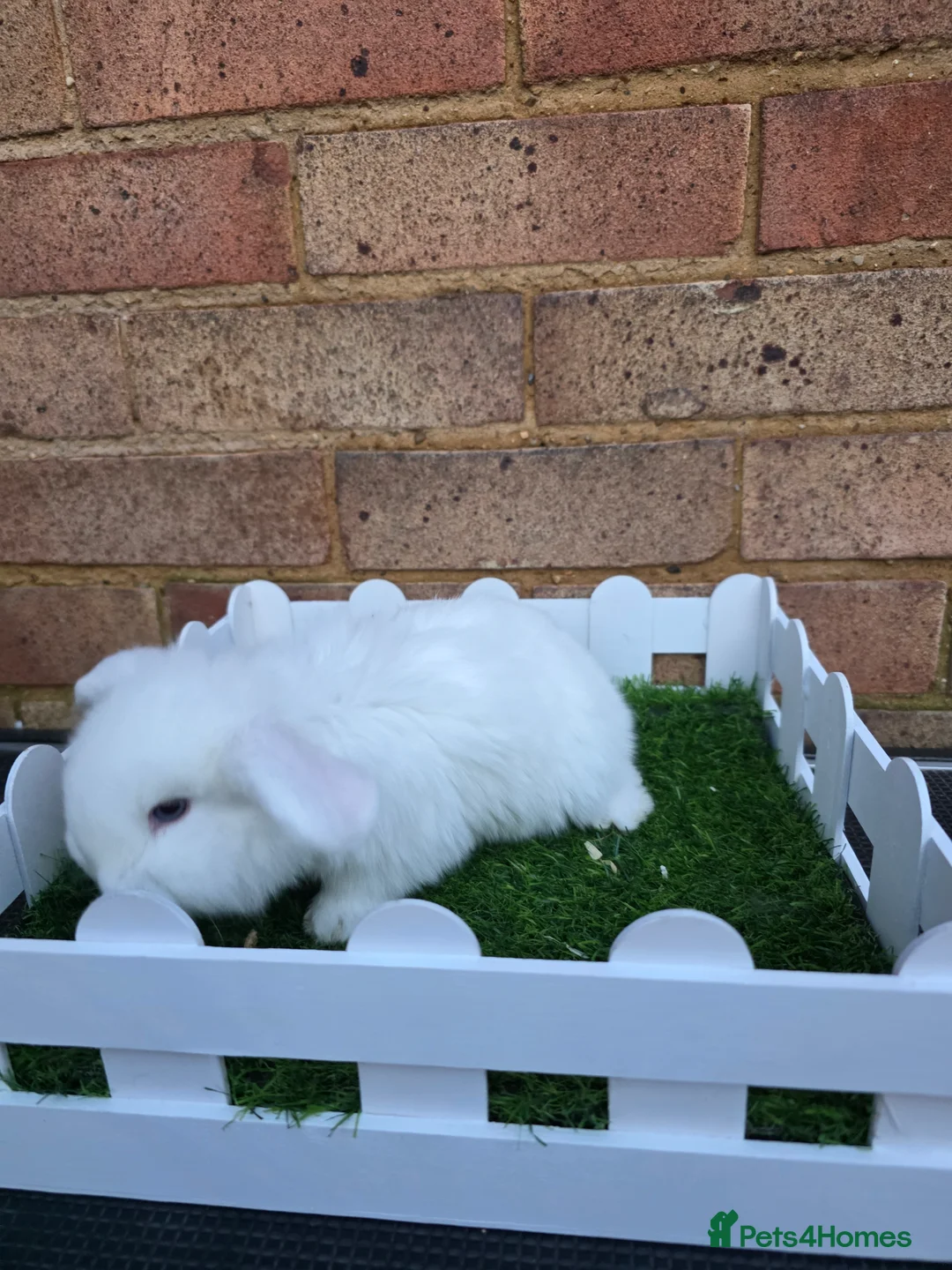 French Lop rabbits for sale: Pure bred French lops - Advert 4