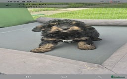 Cockapoo dogs for sale: Cockapoo  LAST GIRL AVAILABLE NOW - Image 2