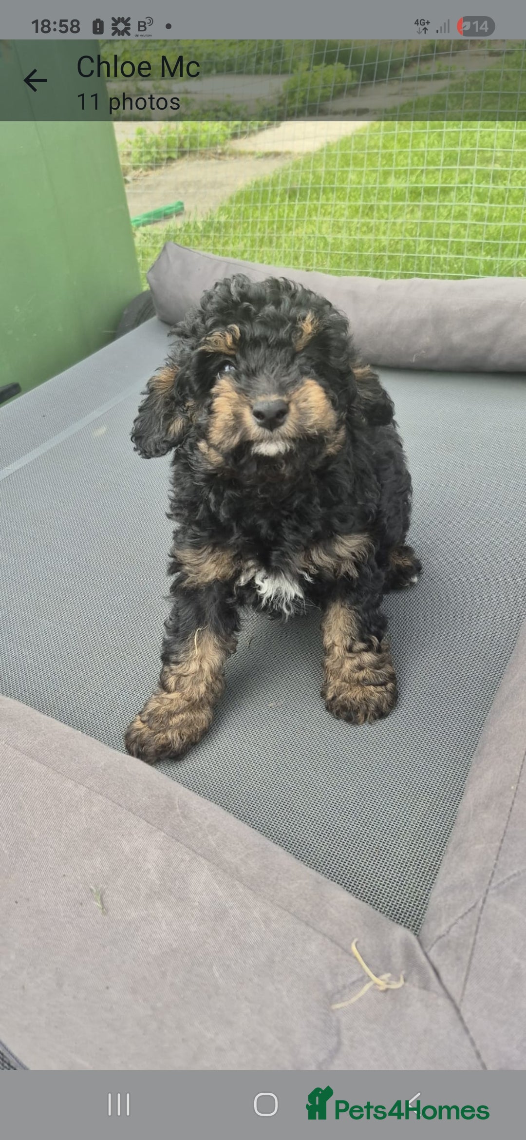 Cockapoo dogs for sale: Cockapoo  LAST GIRL AVAILABLE NOW - Image 2