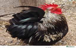 Chickens poultry for sale: Beautiful Bantam Chickens for Sale - Roos & Hens! - Image 2