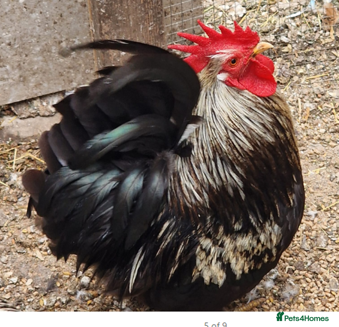 Chickens poultry for sale: Beautiful Bantam Chickens for Sale - Roos & Hens! - Image 2