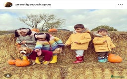 Cavapoo dogs for sale: Extensively Health Tested F1b Cavapoo Puppies  - Image 15