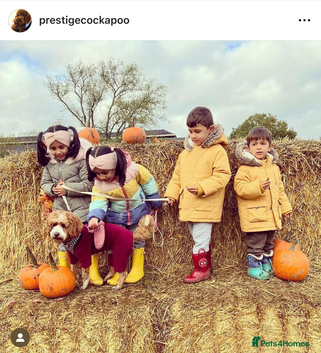 Cavapoo dogs for sale: Extensively Health Tested F1b Cavapoo Puppies  - Image 15