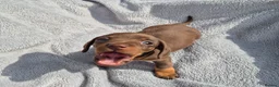 Miniature Dachshund dogs for sale: Gorgeous KC Reg, PRA Clear miniature dachshunds - Advert 21