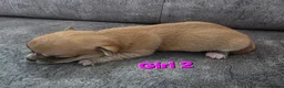 Chihuahua dogs for sale: 4 Chihauhau puppies ready end of July - Advert 15