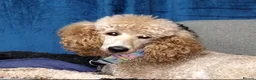 Miniature Poodle dogs for sale: Beautiful Adult Male - Advert 3