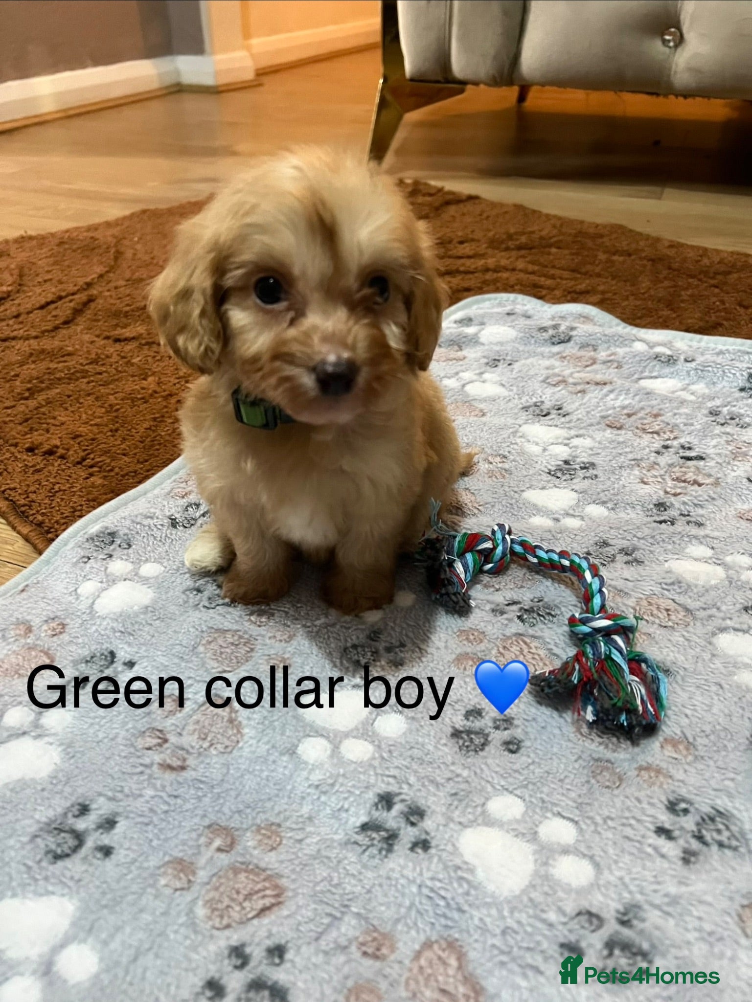Cavapoo dogs Health tested cavapoos ready 19th August 💙💕 - Advert 2