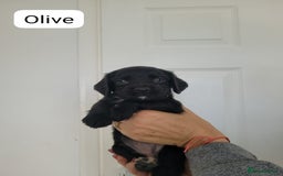 Sprocker dogs for sale: F1 sprockers 4 boys 3 girls - Image 13