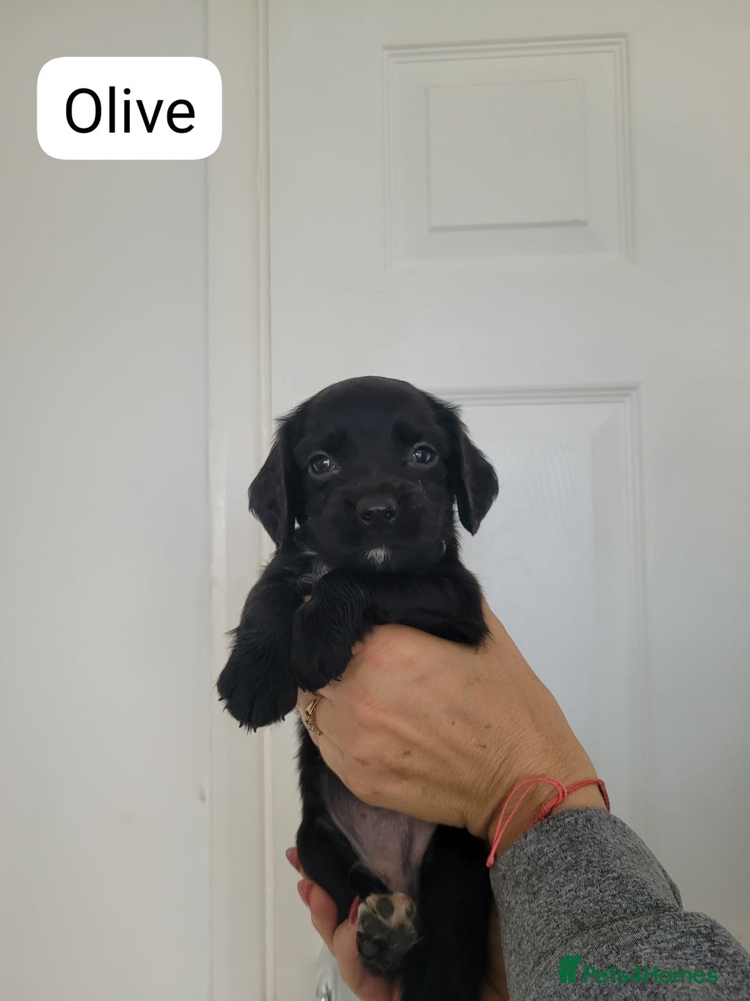Sprocker dogs for sale: F1 sprockers 4 boys 3 girls - Image 13